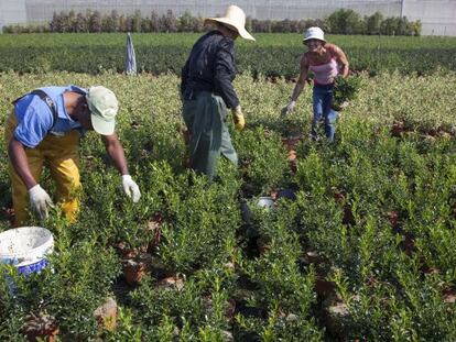 Tres empleados de la comercializadora de plantas Coplant en Tomi&ntilde;o.