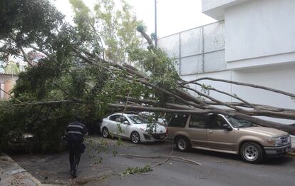 Un árbol caído sobre un auto por fuertes rachas de viento bloquea una calle.