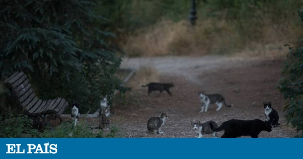 Madrid’s crazy cat ladies aren’t crazy – and they have a license