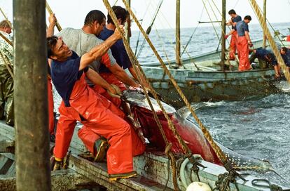Pesca del atún en las bahías del litoral gaditano con el sistema de la almadraba, un arte de pesca milenario. En esta imagen, del 26 de mayo de 1998, varios hombres izan el atún al barco.