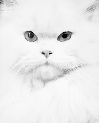 Gato persa (1950), del proyecto 'Personal work'. 