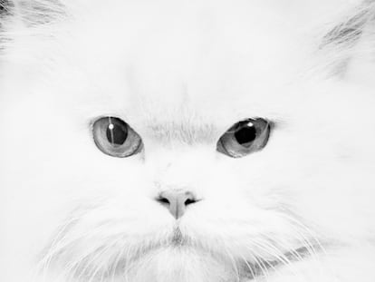 Gato persa (1950), del proyecto 'Personal work'.
