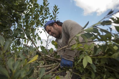 Los trabajadores recorren las tierras onduladas cortando las hojas verdes de los árboles de tres a seis metros de altura.