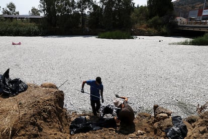 Workers collect dead fish from a river on Thursday near the port of Volos, Greece.