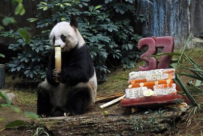 Jia Jia, el panda gigante más viejo que vive en cautiverio en el Ocean Park de Hong Kong, entra los Guinness World Records al cumplir 37 años.