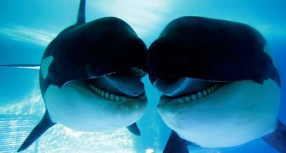 Orcas en el Loro Parque, en Tenerife.