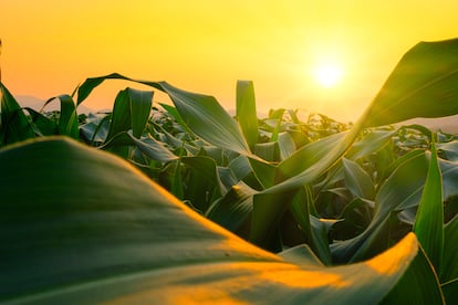 corn field in agricultural garden and light shines sunset