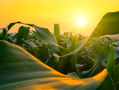 corn field in agricultural garden and light shines sunset