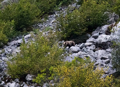 Un oso pardo en la Cordillera Cantábrica, en una imagen de archivo.