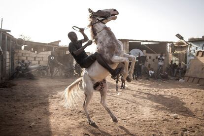 Un jinete intenta controlar su caballo en Uagadugú (Burkina Faso). Para muchos burkineses, la cultura del caballo juega un papel importante en sus vidas.