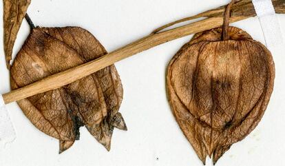 Entre estos dos frutos desecados de la actual 'Physalis angustifolia' y los physalis fosilizados de arriba han pasado 52 millones de años.