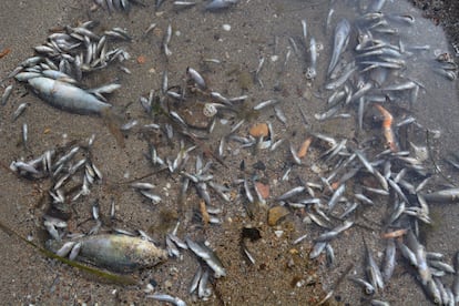 Dead fish and shrimp that washed up on the shores of Mar Menor on Monday.