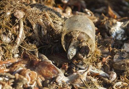 Un pez, dentro de un bote de plástico, recogido en las redes del pesquero 'Caleta Vélez'.