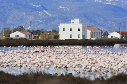 Flamencs en el recinte del Delta Birding Festival, en l'espai MónNatura Delta.