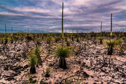 Vegetación del parque nacional de Cabo Árido, en Australia.