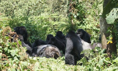 Um grupo de gorilas observa o cadáver de um lombo prateado.