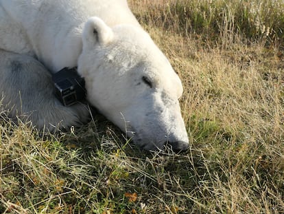 One of the polar bears researched in the study, with a camera around its neck, in the Hudson Bay region.