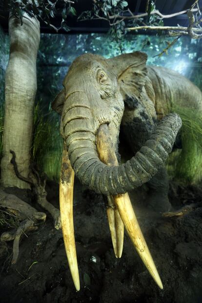 La estación de metro de Vía Carpetana (Madrid), acoge una exposicón de fauna fósil encontrada en la misma estación.