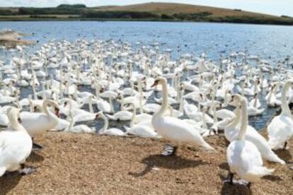 Cisnes en la vieja granja de Abbotsbury, que ya sobrecogió a Daniel Defoe.