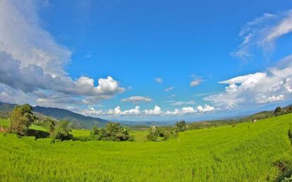 Arrozales de la isla de Sumatra, en Indonesia.