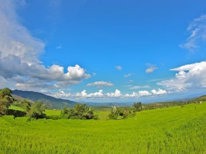 Arrozales de la isla de Sumatra, en Indonesia. 