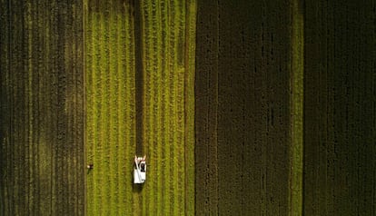 Cosecha de arroz en Moagang, a las afueras de Shangh&aacute;i (China).