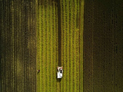 Cosecha de arroz en Moagang, a las afueras de Shangh&aacute;i (China).