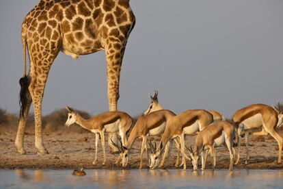 La gacela saltarina de El Cabo (Antidorcas marsupialis) es un animal muy ágil, capaz de brincar cuatro metros y alcanzar velocidades de hasta 88 kilómetros por hora. Al igual que las jirafas, suelen abrevar en las charcas que se forman en el parque nacional de Etosha, al norte de Namibia, donde vive la mayor población de rinocerontes negros y de guepardos de África.