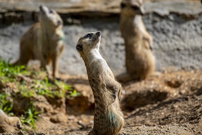 Meerkats voting