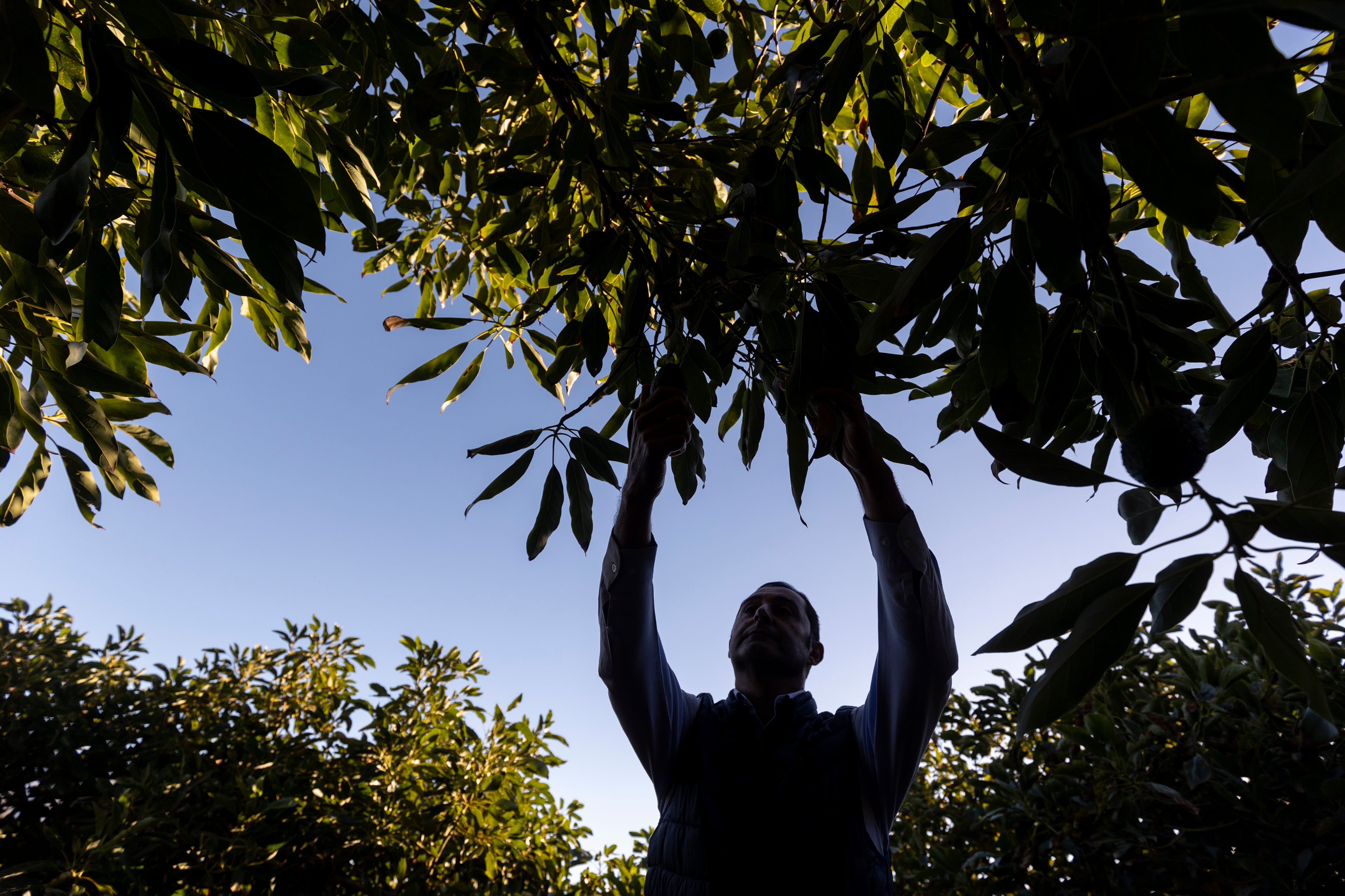 La huella ecológica del cultivo del aguacate en Málaga y Granada: pozos ilegales, estrés hídrico y suelos degradados