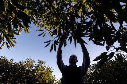 Un hombre recolecta aguacates en su finca en Benamocarra (Málaga).