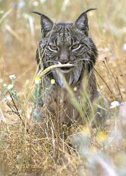 Un lince ibérico en el parque nacional de Doñana.