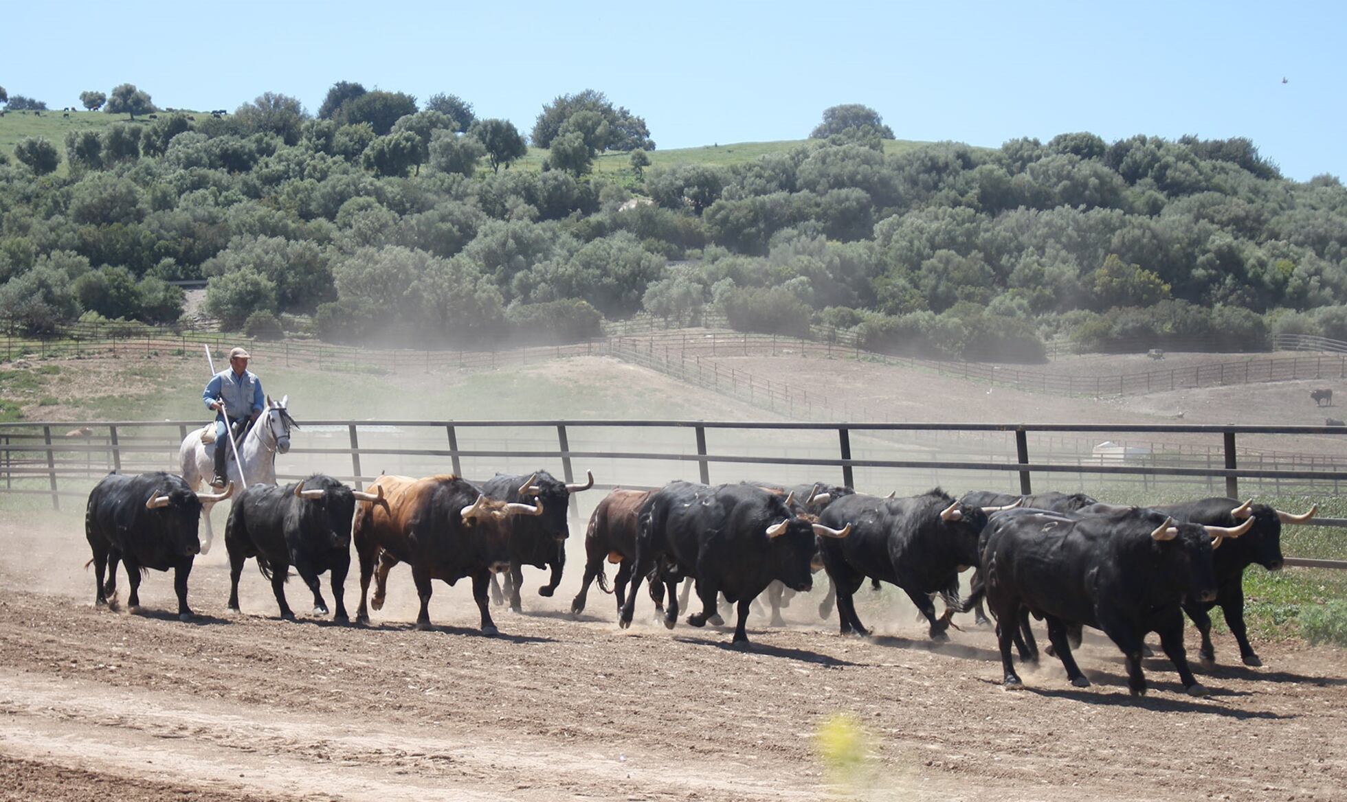 ¿Qué hay de nuevo este año en la fiesta de los toros? Lo que diga el ...