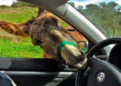 Un burro curiosea el coche de un turista en el Alentejo.