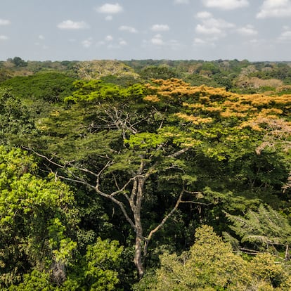 Bosque tropical República Democrática del Congo