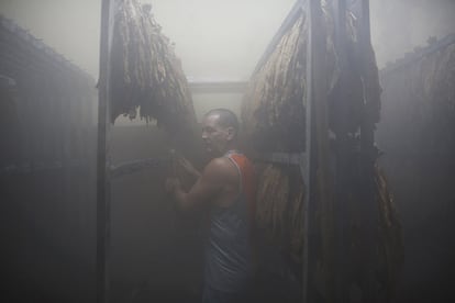 Mario Pérez trabaja en la cámara de humectación en la fábrica de tabaco que tiene Cohiba en La Habana (Cuba).