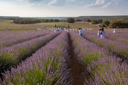 Un festival muy aromático