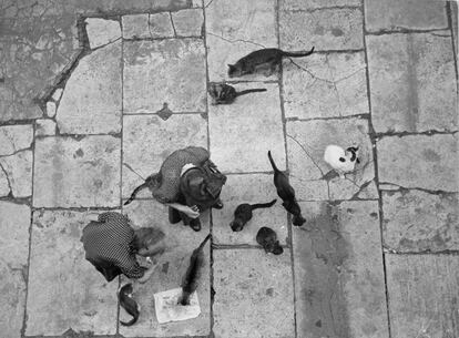 Desde arriba. Mujer alimentando a los gatos cerca del Panteón, Roma, Italia, 1951 .