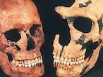 Uno de los cráneos cromañones de la cueva de Paglicci (izquierda) junto a un fósil neandertal.