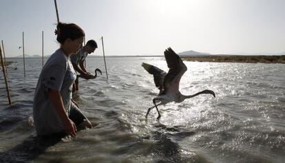 Anillamiento de flamencos en la laguna de Fuente de Piedra (Málaga).