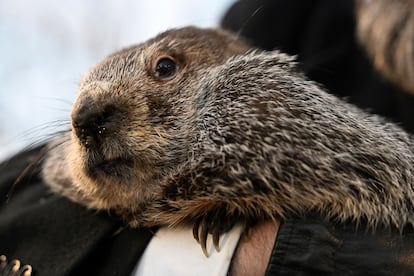 Groundhog Club handler A.J. Dereume holds Punxsutawney Phil, the weather prognosticating groundhog, during the 137th celebration of Groundhog Day on Gobbler's Knob in Punxsutawney, Pa., Thursday, Feb. 2, 2023.