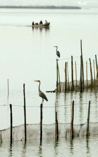 Garzas en la Albufera de Valencia.