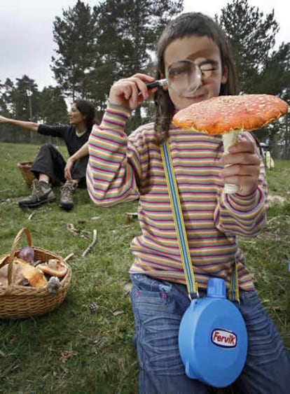 Una niña observa una amanita muscaria, alucinógena, durante una clase práctica sobre setas, en el Berguedà, Barcelona