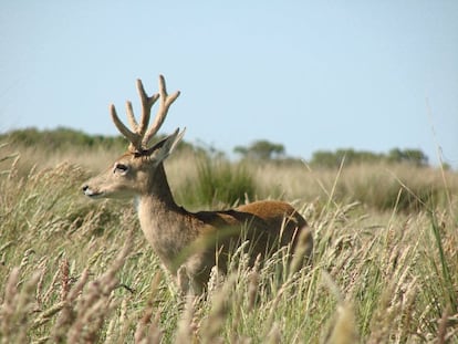 Venado de la Pampa en los humedales del Sitio Ramsar Bahía Samborombón, Buenos Aires.