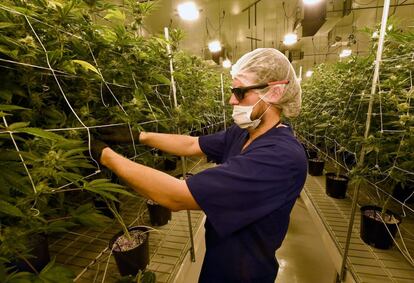 Un hombre remueve hojas de marihuana en Nevada, uno de los estados en los que la marihuana es legal.