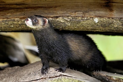 Una imagen de un turón, especie en extinción en Cataluña.