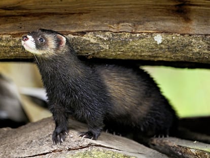 Una imagen de un turón, especie en extinción en Cataluña.