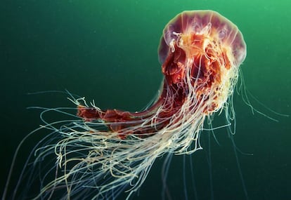 La medusa melena de león gigante (Cyanea capillata) puede medir dos metros de diámetro.