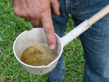 Un resident de Florida mostra larves de mosquit detectades en el seu habitatge a Miami.