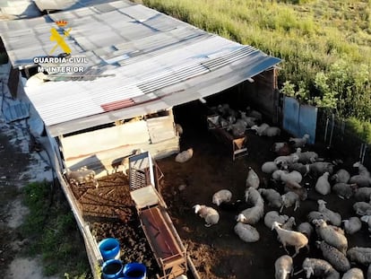 Animales apilados en malas condiciones en el matadero de los horrores de San Fernando de Henares.
